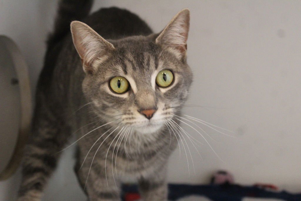 RUBY SUE - Domestic Short Hair available for adoption