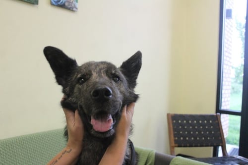 EMMIE - German Shepherd Dog / Husky available for adoption