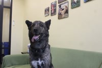 Emmie - Photo 4