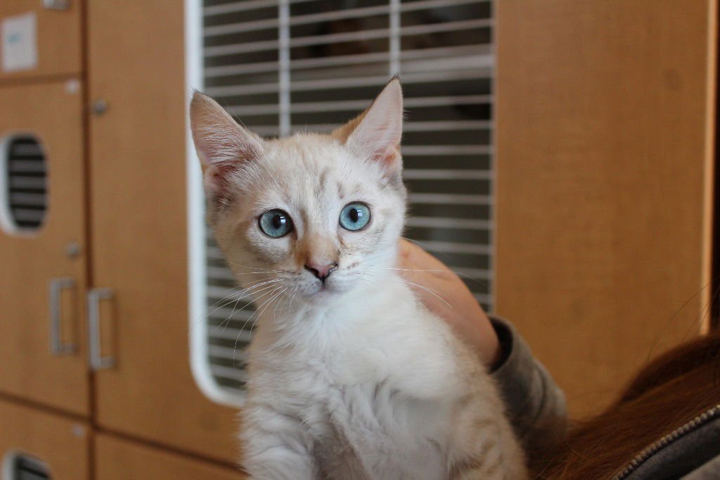 PRINCESS DAISY - Siamese available for adoption