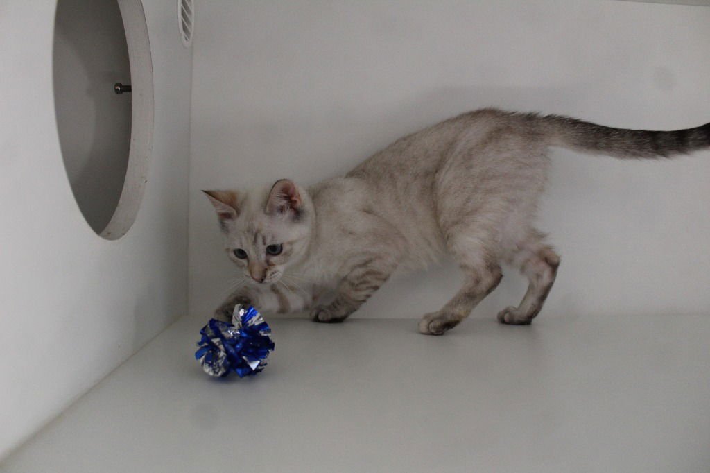 PRINCESS DAISY - Siamese available for adoption