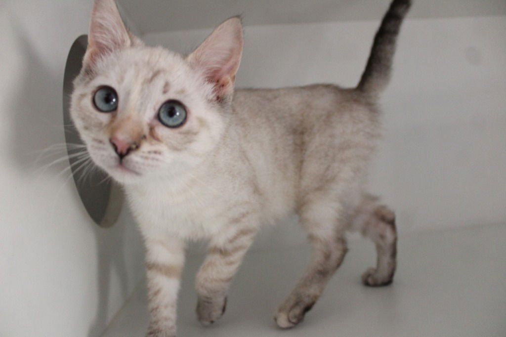 Princess Daisy - Photo 3