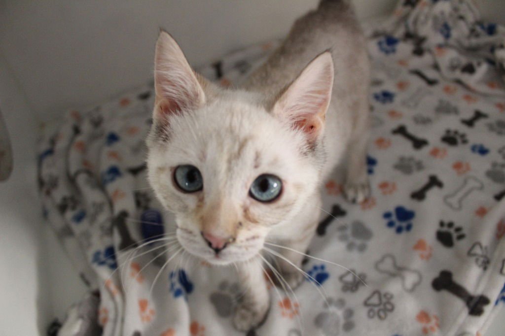 Princess Daisy - Photo 4