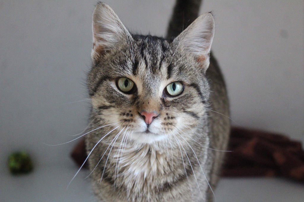 GOOD CAT - Domestic Short Hair available for adoption