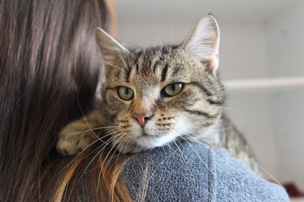 GOOD CAT - Domestic Short Hair available for adoption