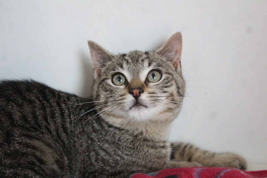 SLUG - Domestic Short Hair available for adoption