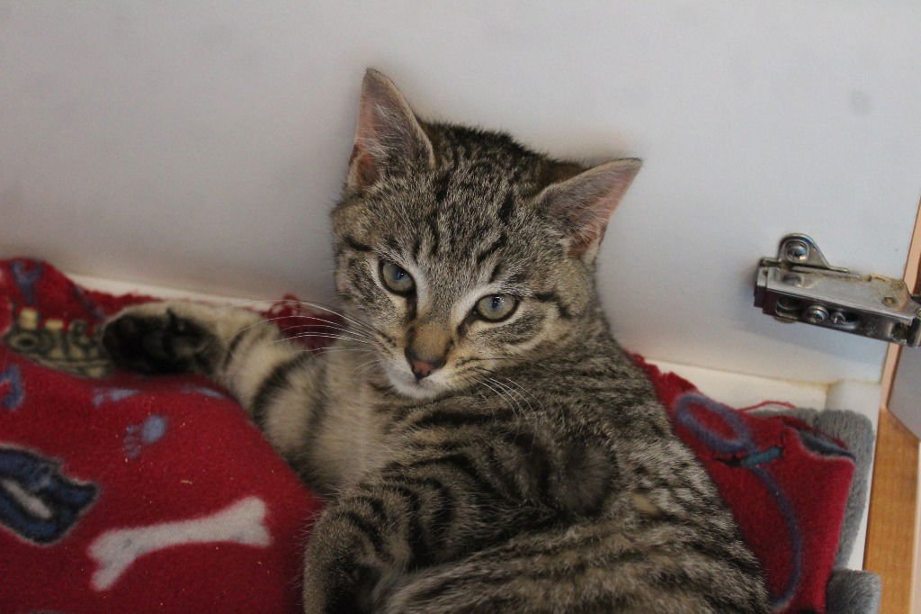 SLUG - Domestic Short Hair available for adoption