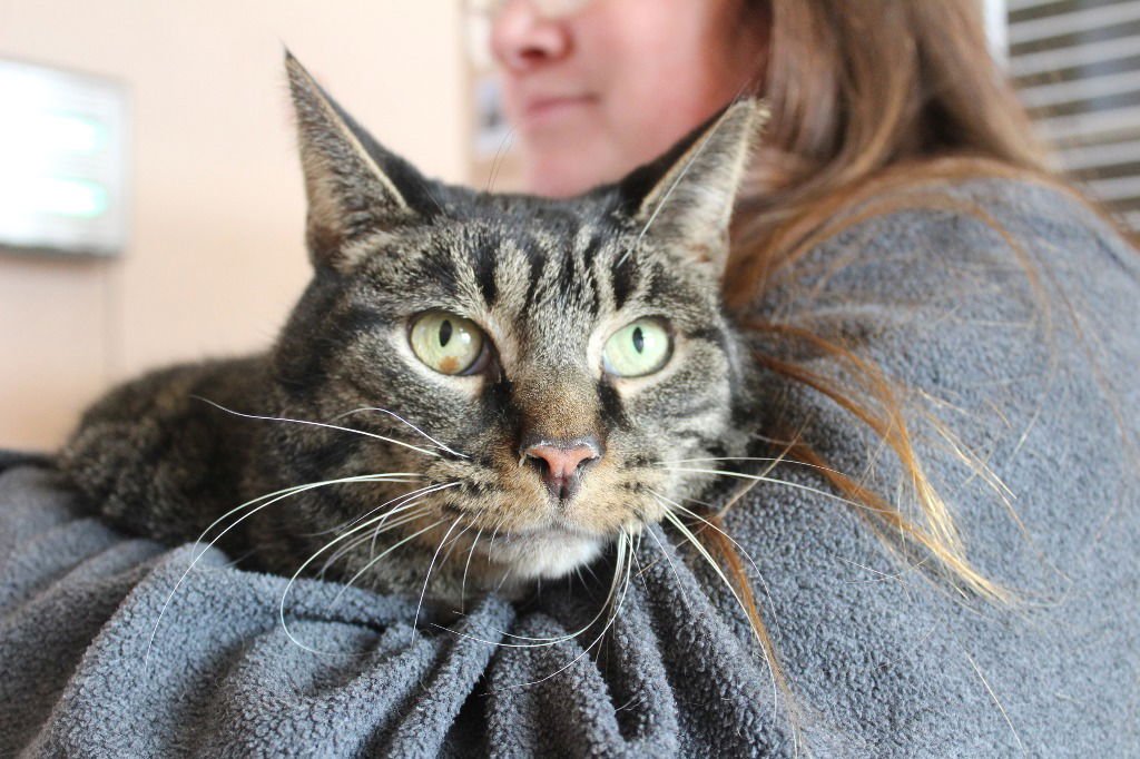 MEATBALL SUB - Domestic Short Hair available for adoption