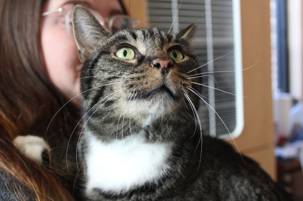 MEATBALL SUB - Domestic Short Hair available for adoption