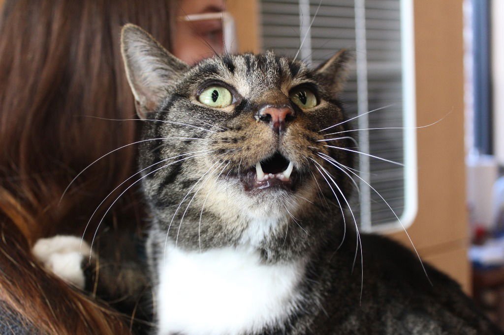 Meatball Sub - Photo 3