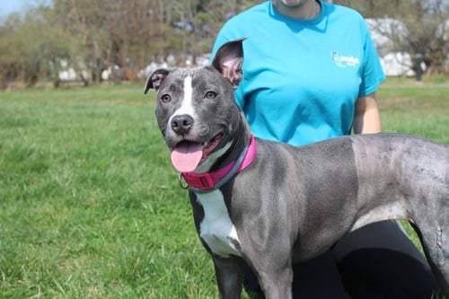 SPRING - Pit Bull Terrier available for adoption