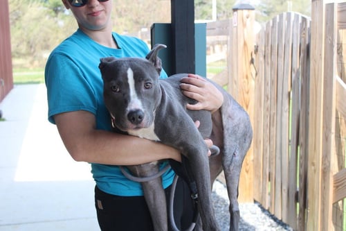 SPRING - Pit Bull Terrier available for adoption