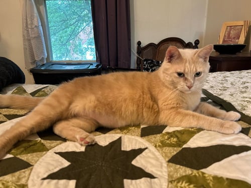 ETTA MOMMY - Domestic Short Hair available for adoption