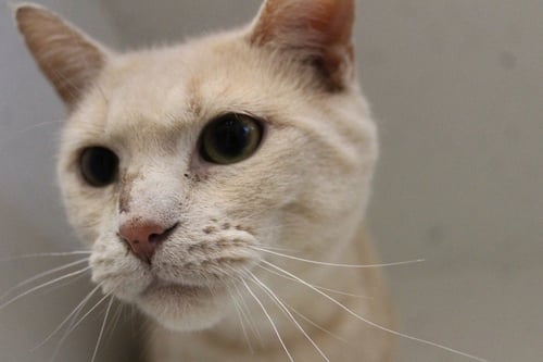 ETTA MOMMY - Domestic Short Hair available for adoption
