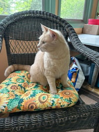 Etta Mommy - Photo 4