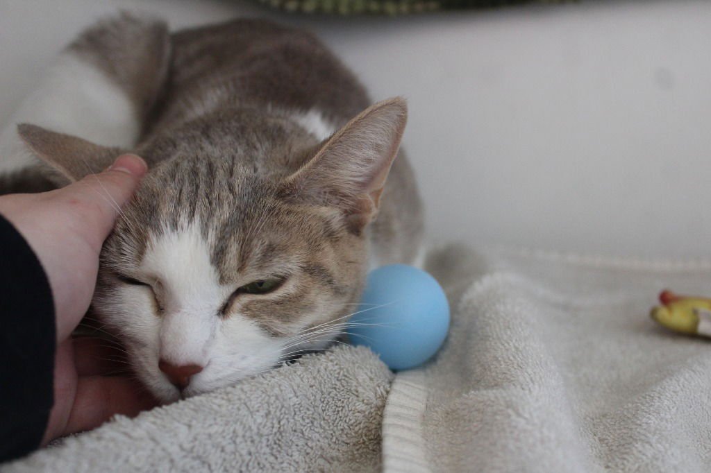 OPERATION RANCH HAND - Domestic Short Hair available for adoption