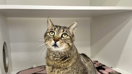 JINGLES - Domestic Short Hair available for adoption