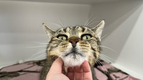 JINGLES - Domestic Short Hair available for adoption