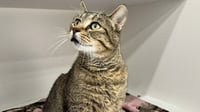Jingles - Photo 4