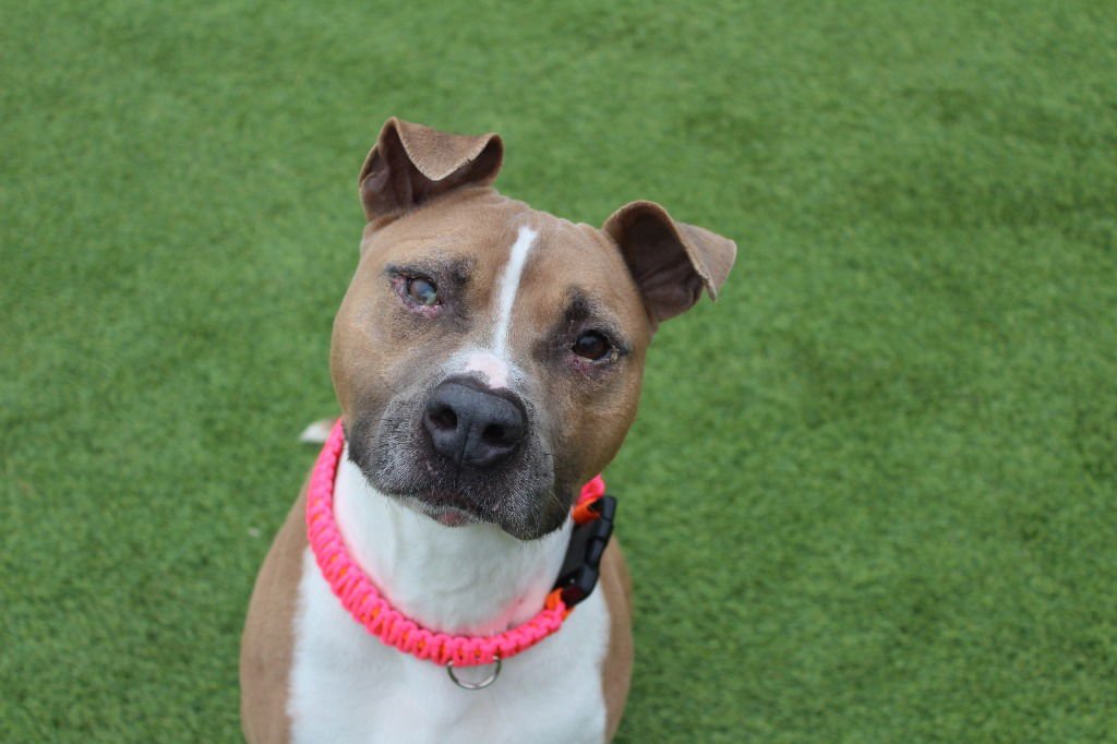 HUXLEY - Pit Bull Terrier available for adoption