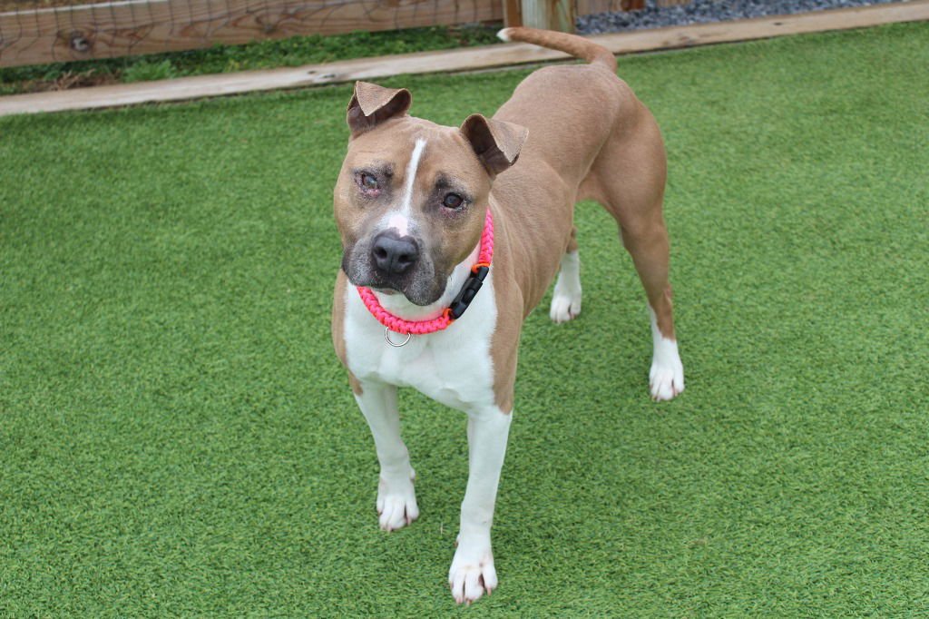 HUXLEY - Pit Bull Terrier available for adoption