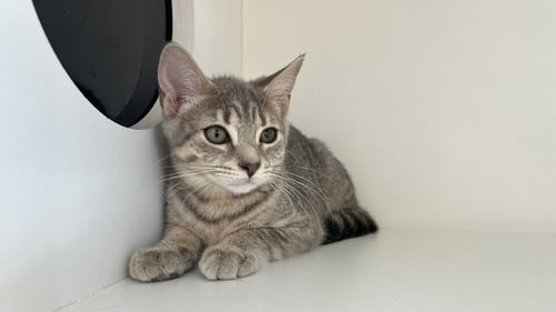 CHONG - Domestic Short Hair available for adoption