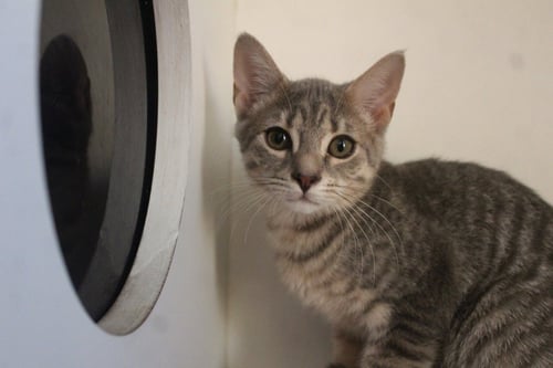 CHONG - Domestic Short Hair available for adoption
