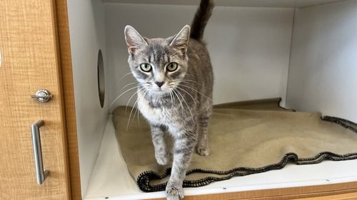 MAMA MACABRE - Domestic Short Hair available for adoption