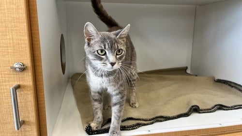 MAMA MACABRE - Domestic Short Hair available for adoption