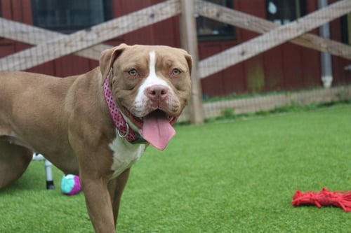 MAPLE - Pit Bull Terrier available for adoption