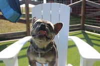 Milo - Photo 2