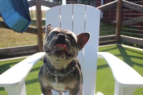 MILO - French Bulldog available for adoption