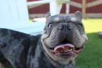 Milo - Photo 3