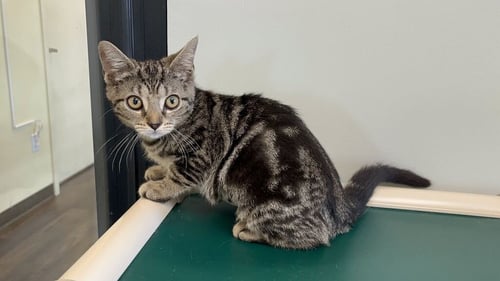 SQUIRREL - Domestic Short Hair available for adoption