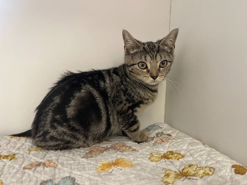 SQUIRREL - Domestic Short Hair available for adoption