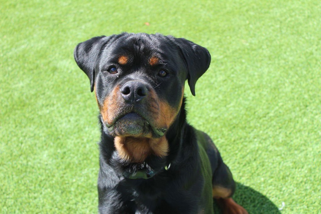 ARCHIE - Rottweiler available for adoption