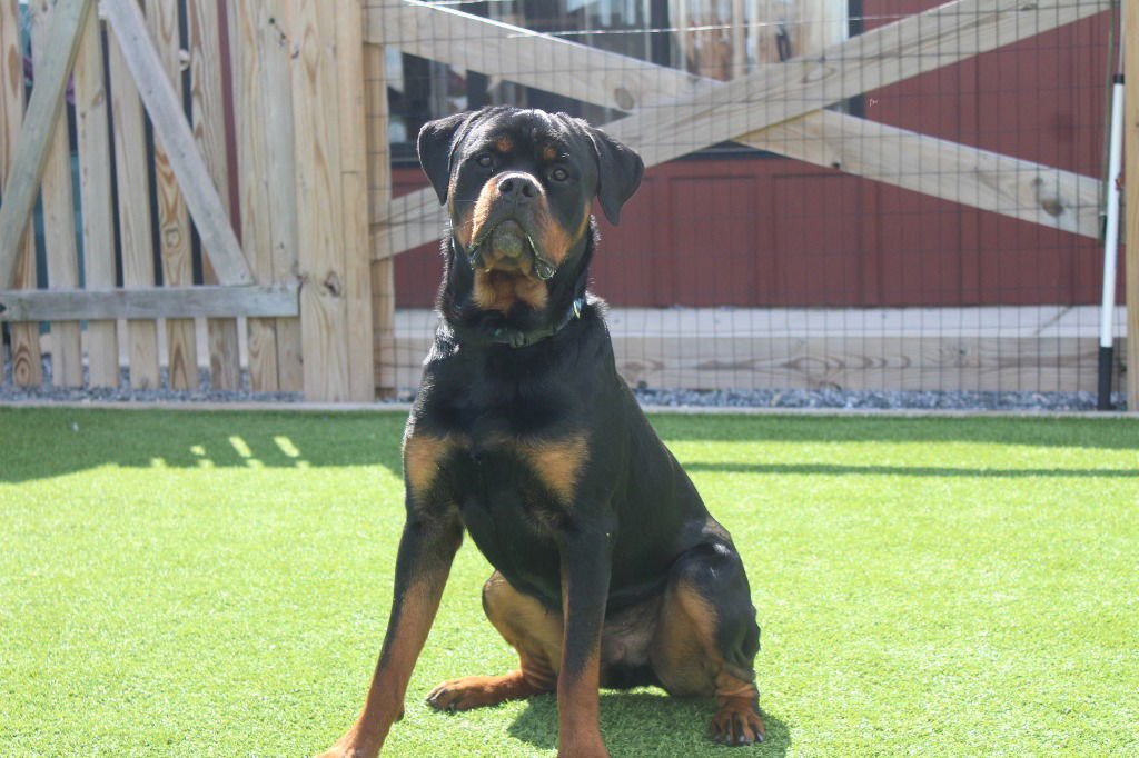 ARCHIE - Rottweiler available for adoption
