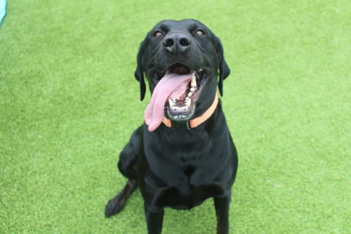 HEY DUDE - Labrador Retriever / Coonhound available for adoption