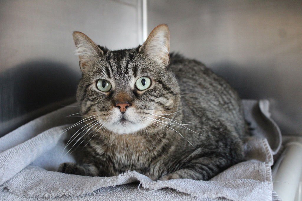 RANDALL BOGGS - Domestic Short Hair available for adoption