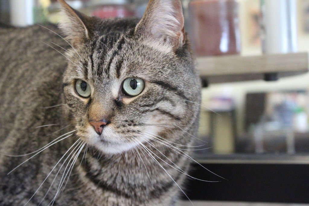 RANDALL BOGGS - Domestic Short Hair available for adoption