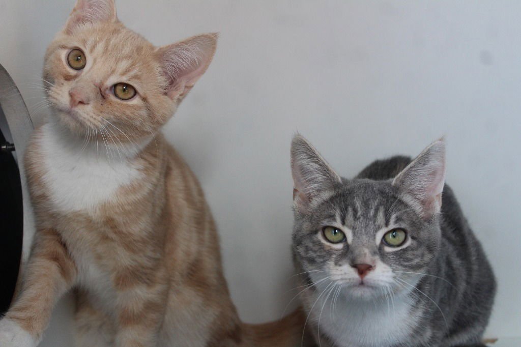 PUTTER - Domestic Short Hair available for adoption