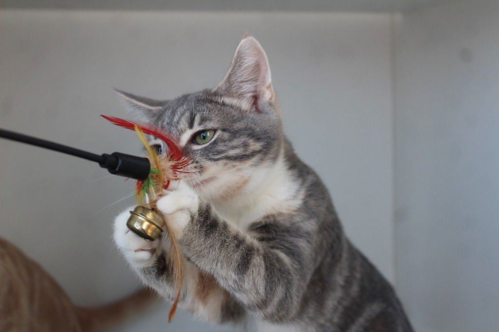 PUTTER - Domestic Short Hair available for adoption