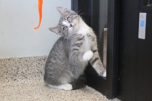 GHASTLY - Domestic Short Hair available for adoption