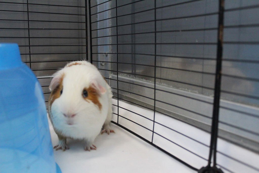 SPARKS - Guinea Pig available for adoption
