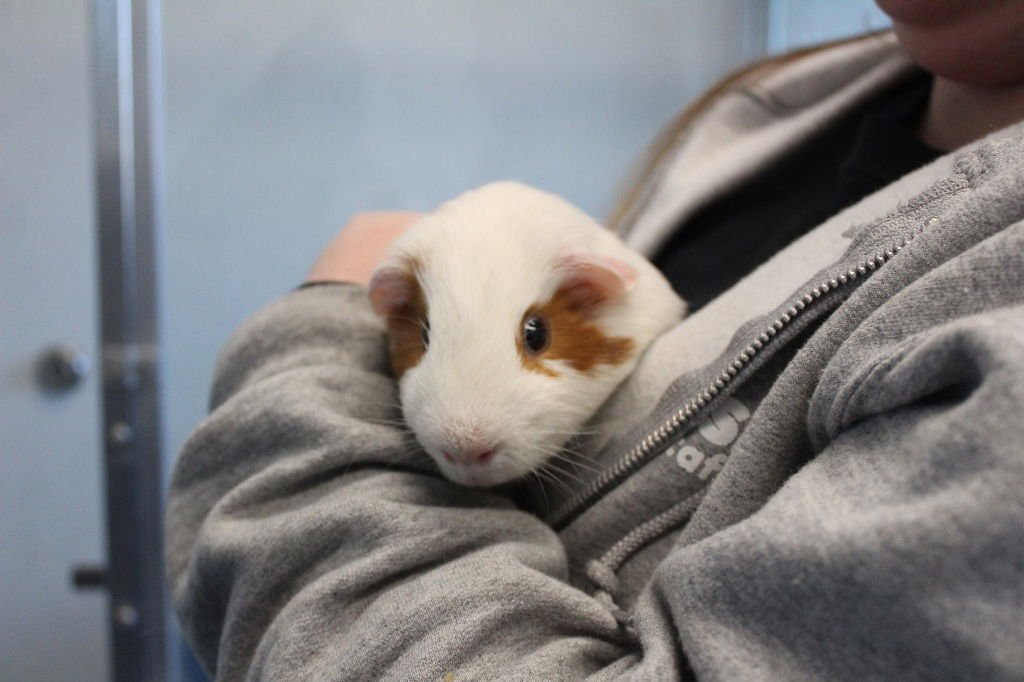 SPARKS - Guinea Pig available for adoption
