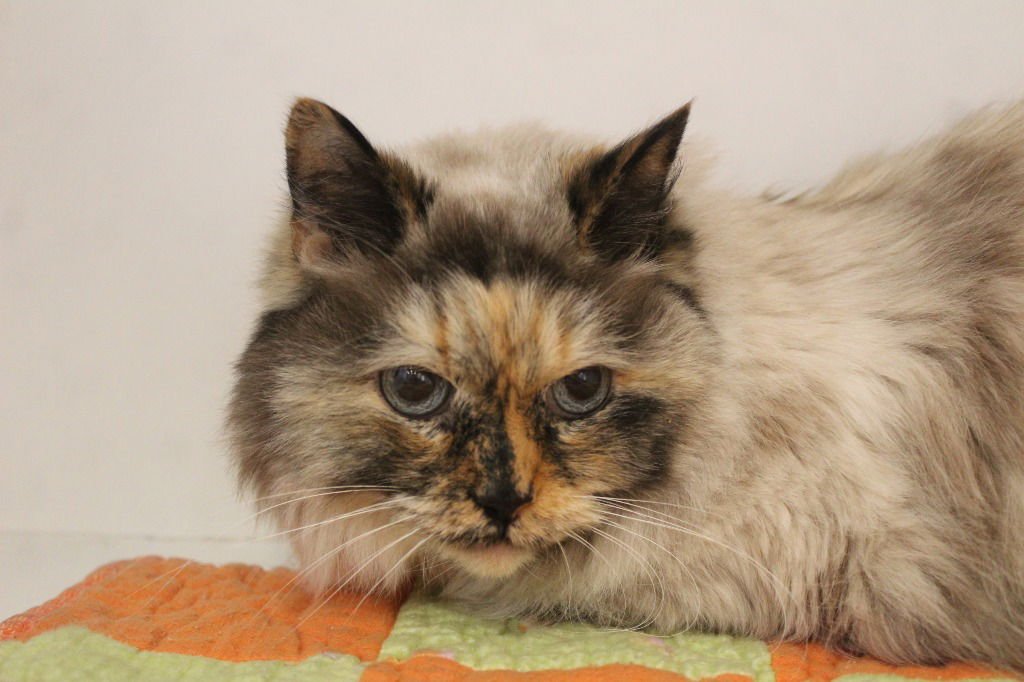 LAYLA - Himalayan available for adoption