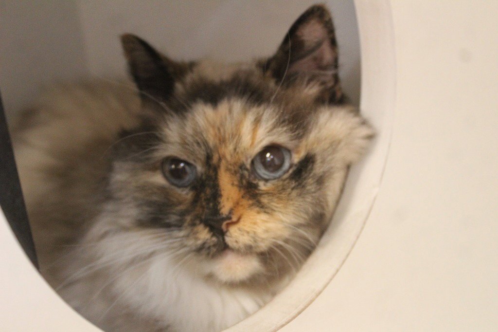 LAYLA - Himalayan available for adoption