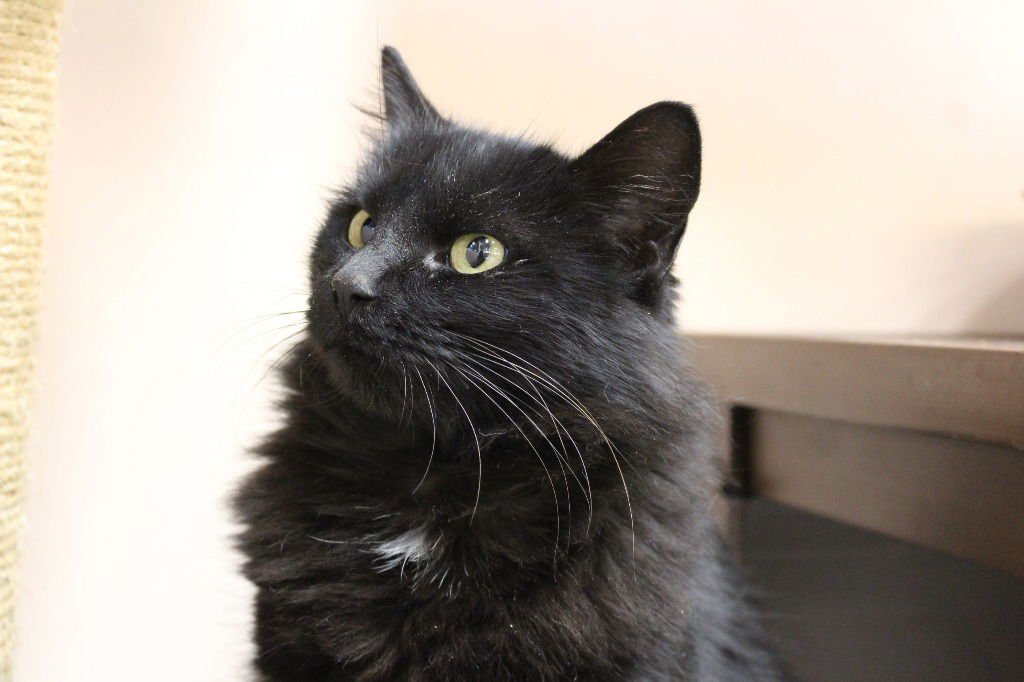 HAIRYETTE - Domestic Long Hair available for adoption