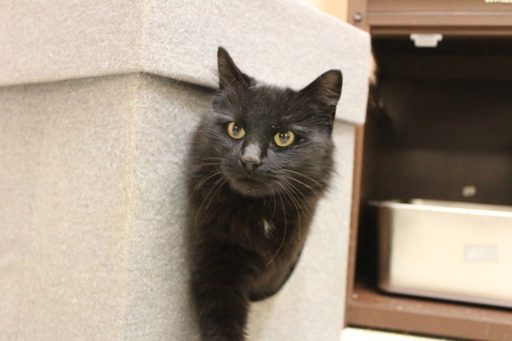 HAIRYETTE - Domestic Long Hair available for adoption