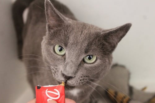 NIMBUS - Domestic Short Hair available for adoption